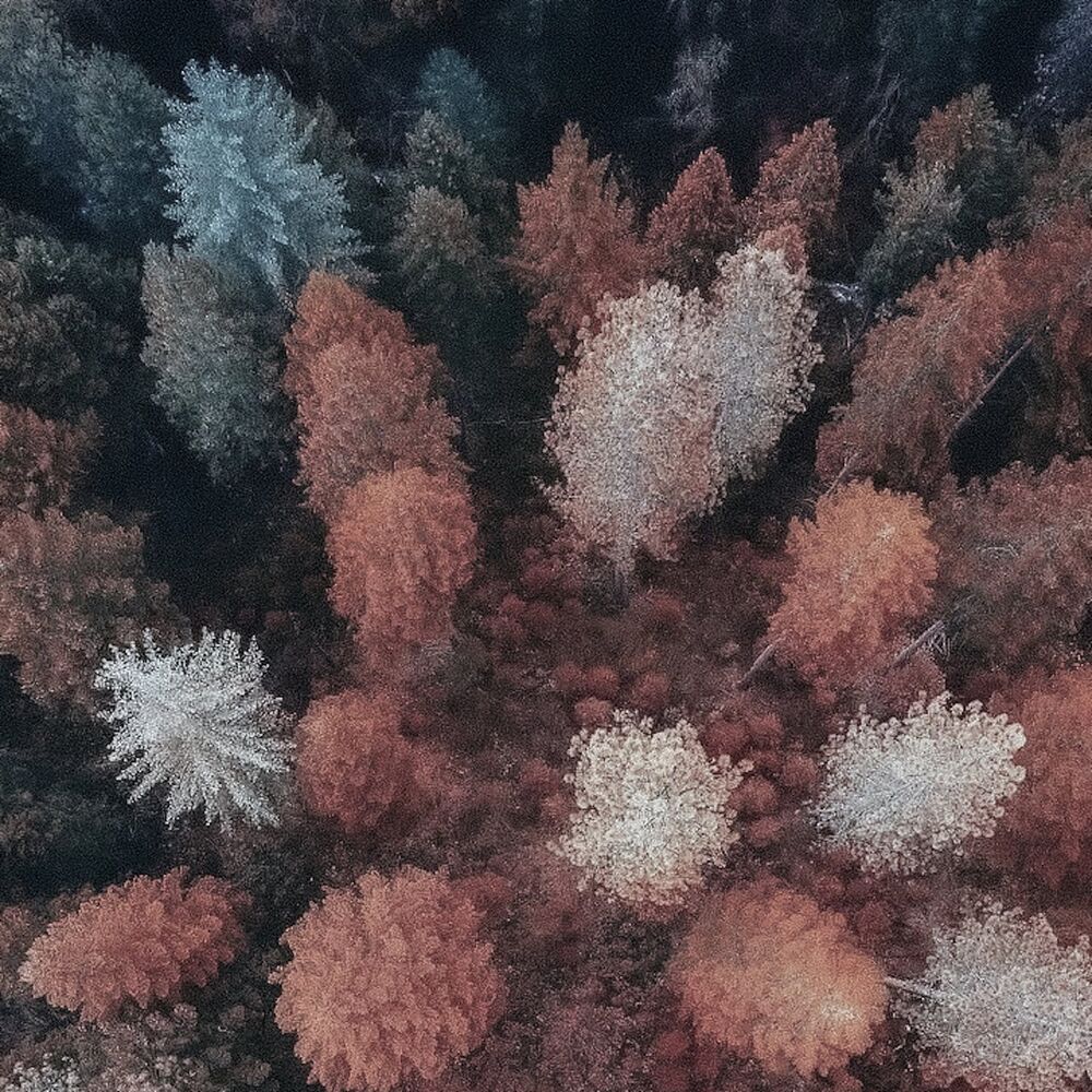 Picture of Leaves