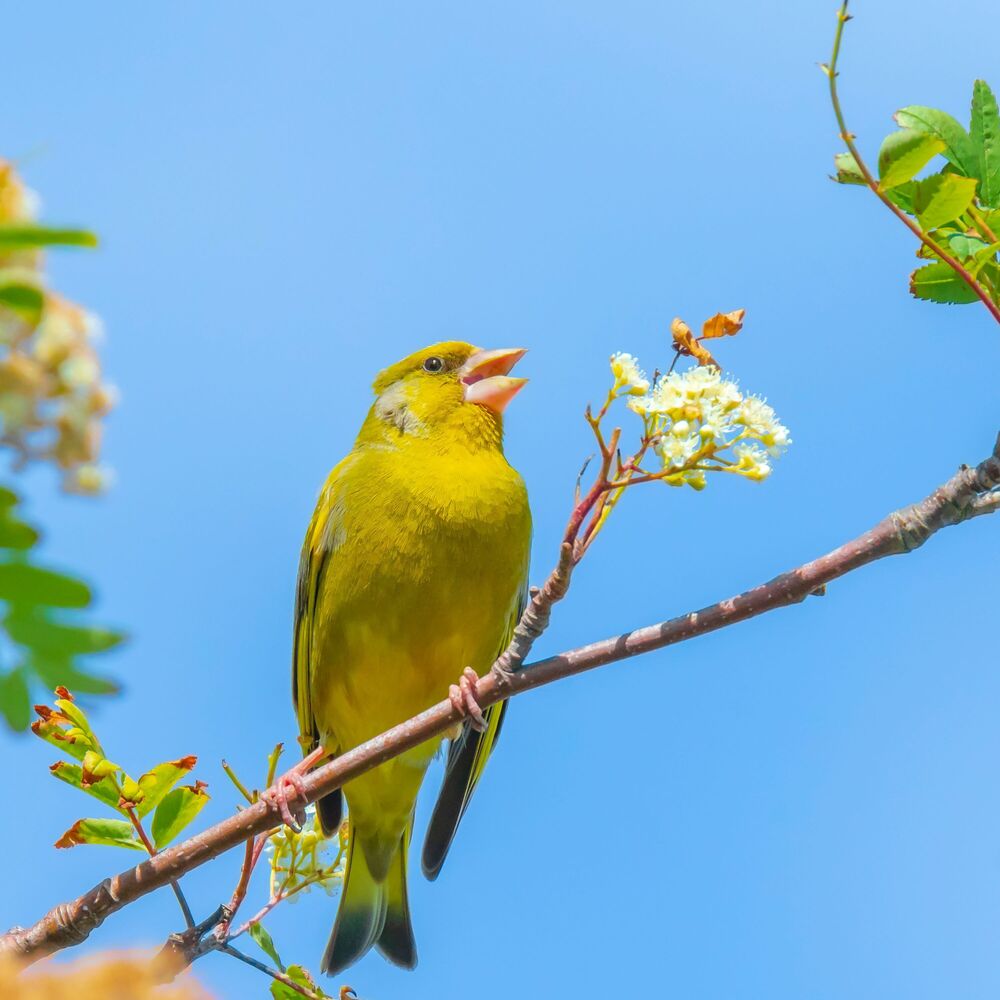 Picture of Flight of Melody: Captivating Birds' Harmonic Journey