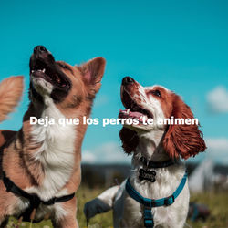 Cover of Deja que los perros te animen by undefined