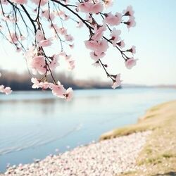 Cover of Cherry blossoms dancing in the spring breeze