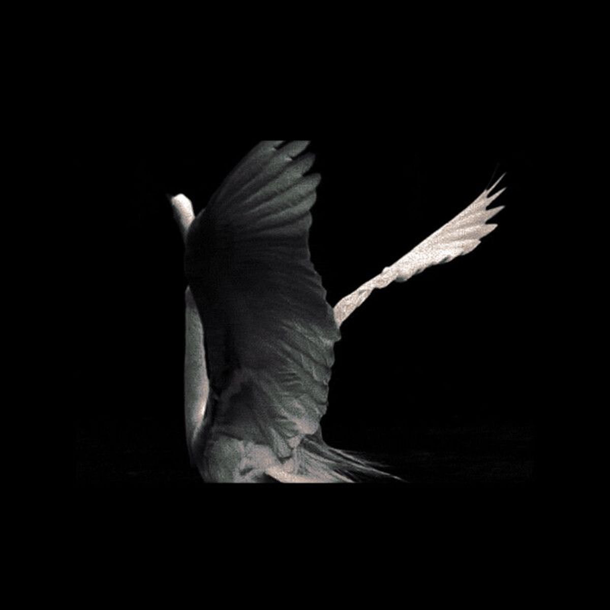 Album cover of Sacred in the wreckage