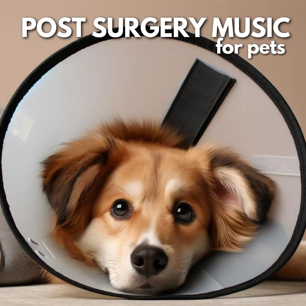 Picture of Post Surgery Music for Pets: Soothing Dog Relaxation and Deep Healing