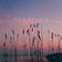 Daydream