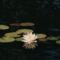 Nymphaea