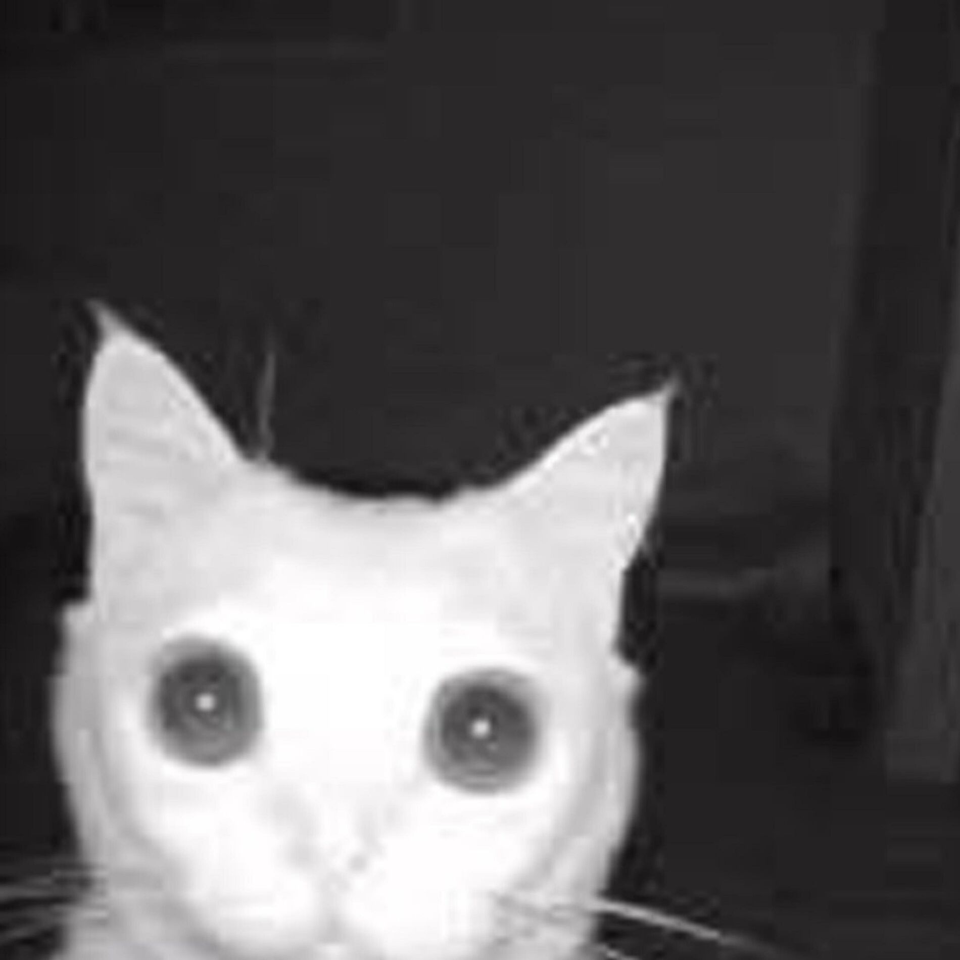 Album cover of LITTER BOX (feat. bxnji & TayoLoxs)