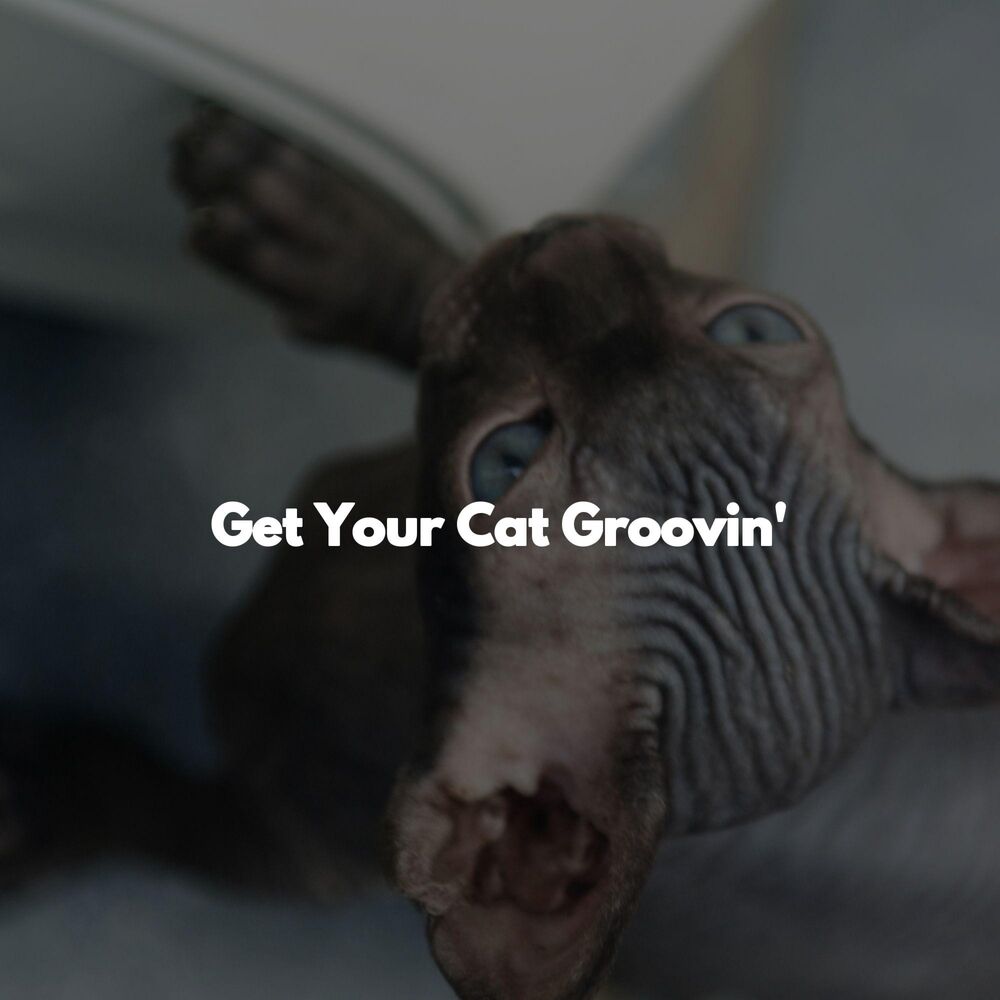 Picture of Get Your Cat Groovin'