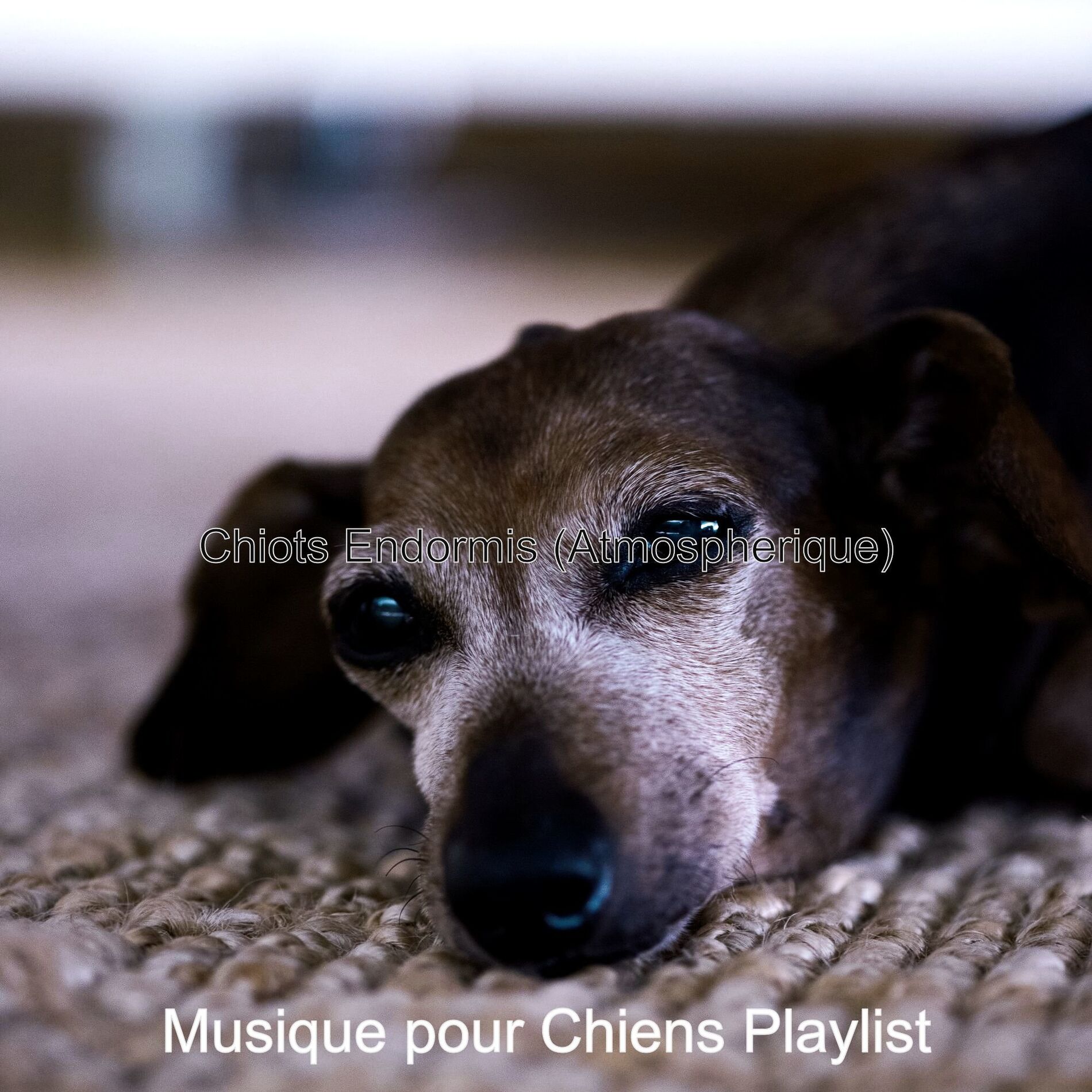 Album cover of Ambience (Quarantaine avec les Chiens)