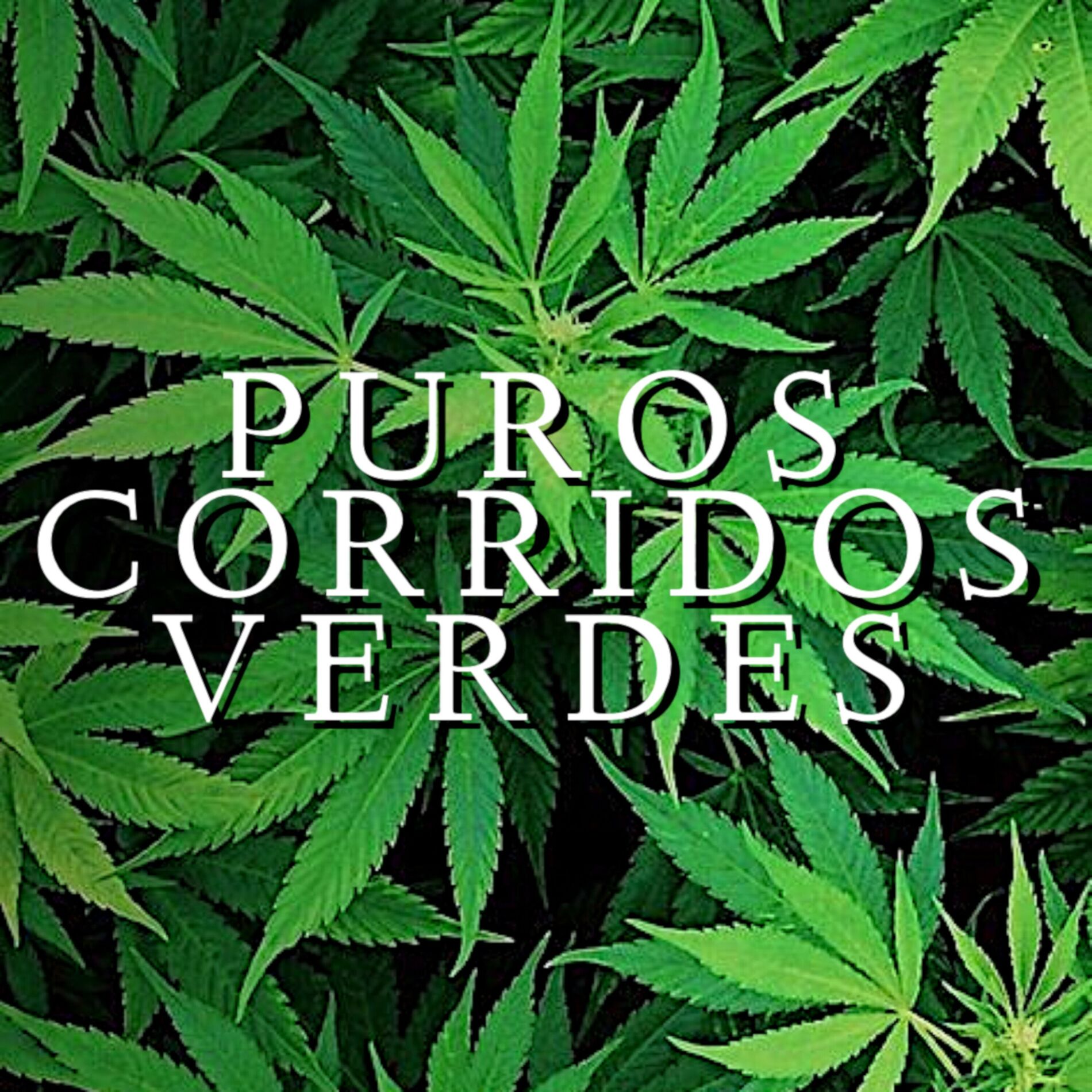 Album cover of Puros Corridos Verdes