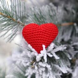 Cover of Silent Night