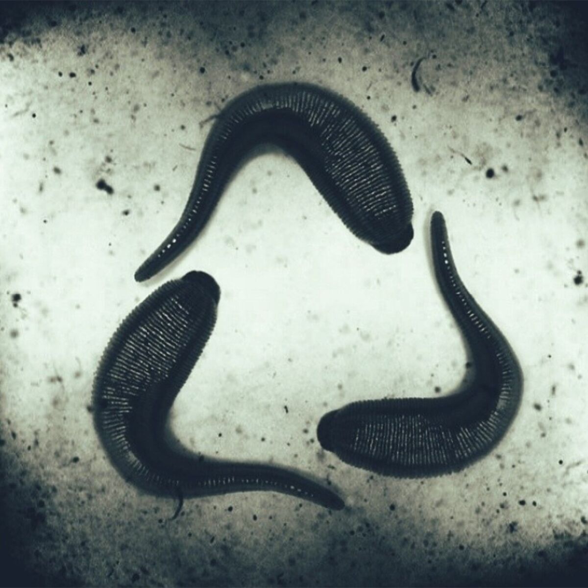 Album cover of Leeches
