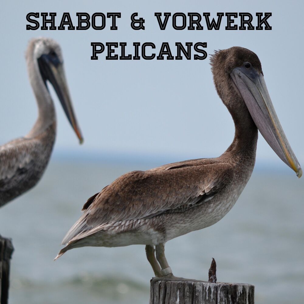 Picture of Pelicans