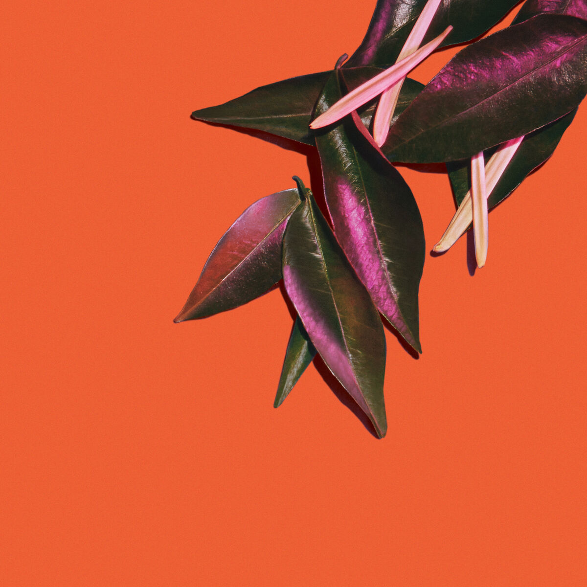 Album cover of Carnaval Artificial (Out Of The Sky)