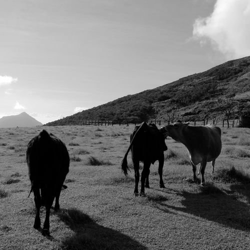 Cows On The Hill by Chihei Hatakeyama - 92 BPM