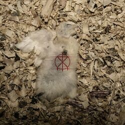 Cover of Offcuts