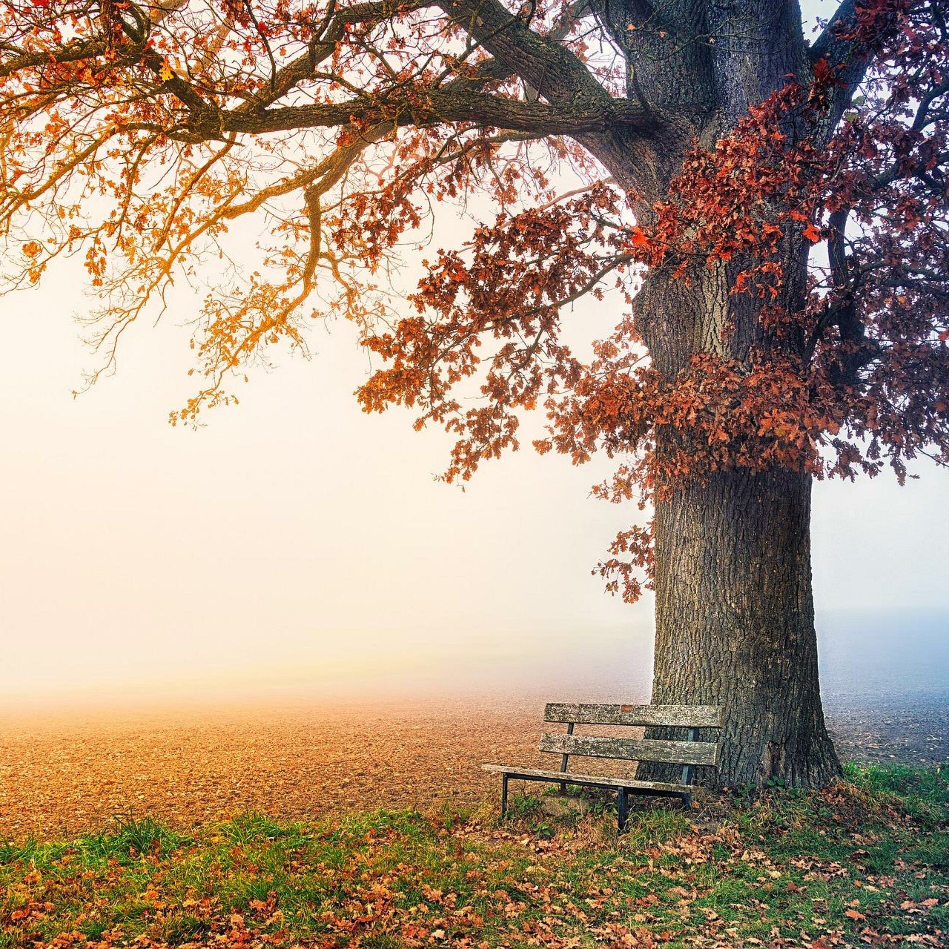 Album cover of Autumn Walk