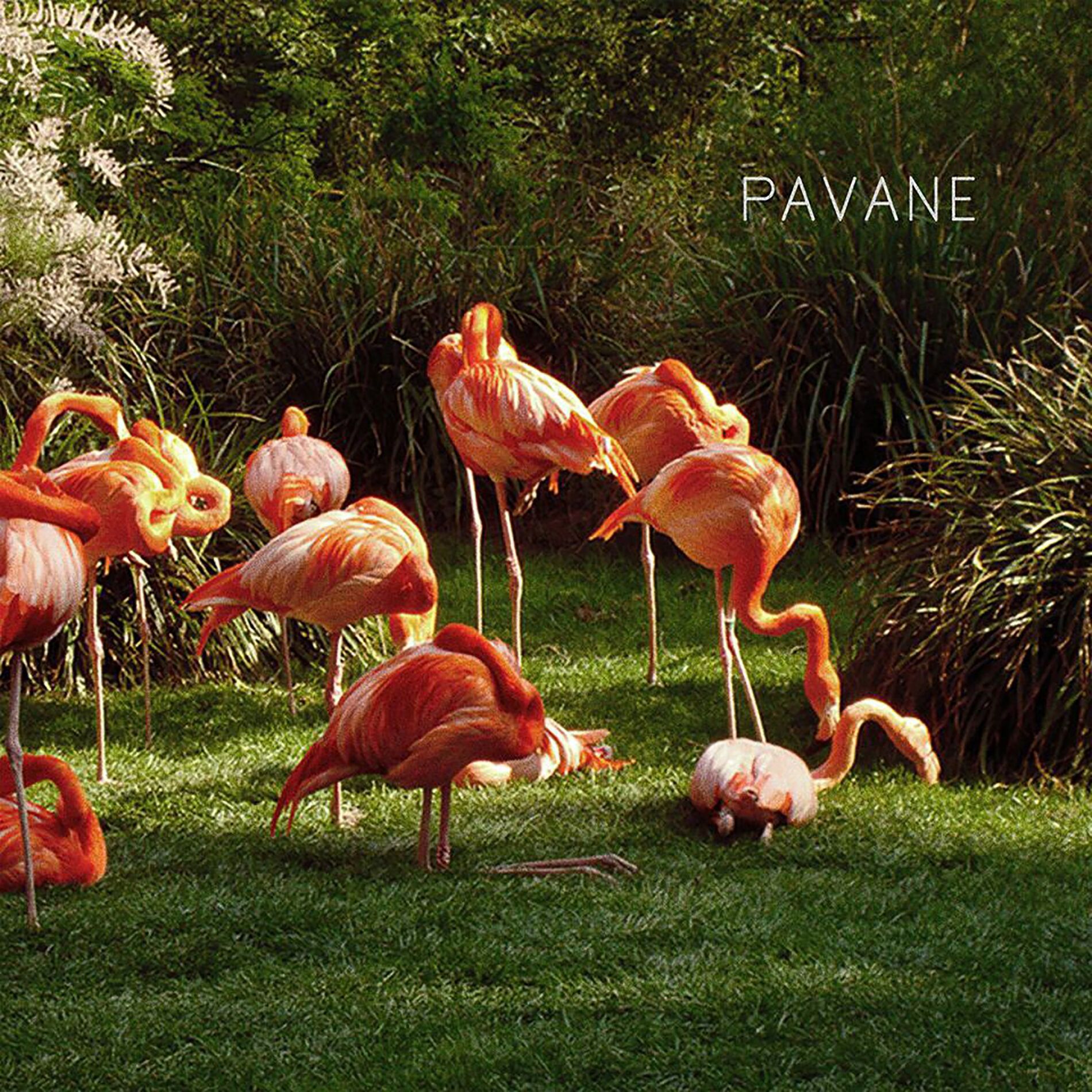 Album cover of Le belvédère