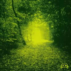 Cover of Leaves Fill the Path