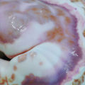 Orchid Skin