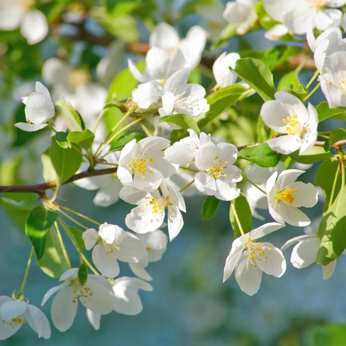Album cover of May Flowers