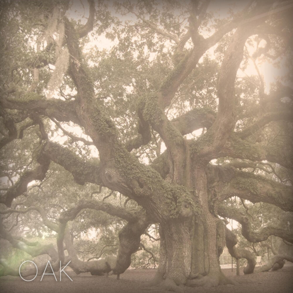 Picture of Oak