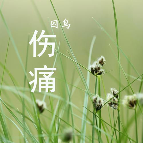 伤痛 (囚鸟演唱版)