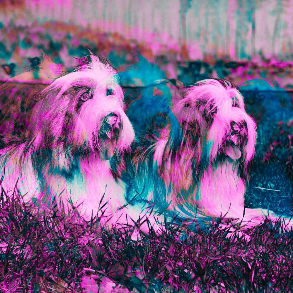 Picture of Guitar Jazz - Ambiance for Calming Pooches