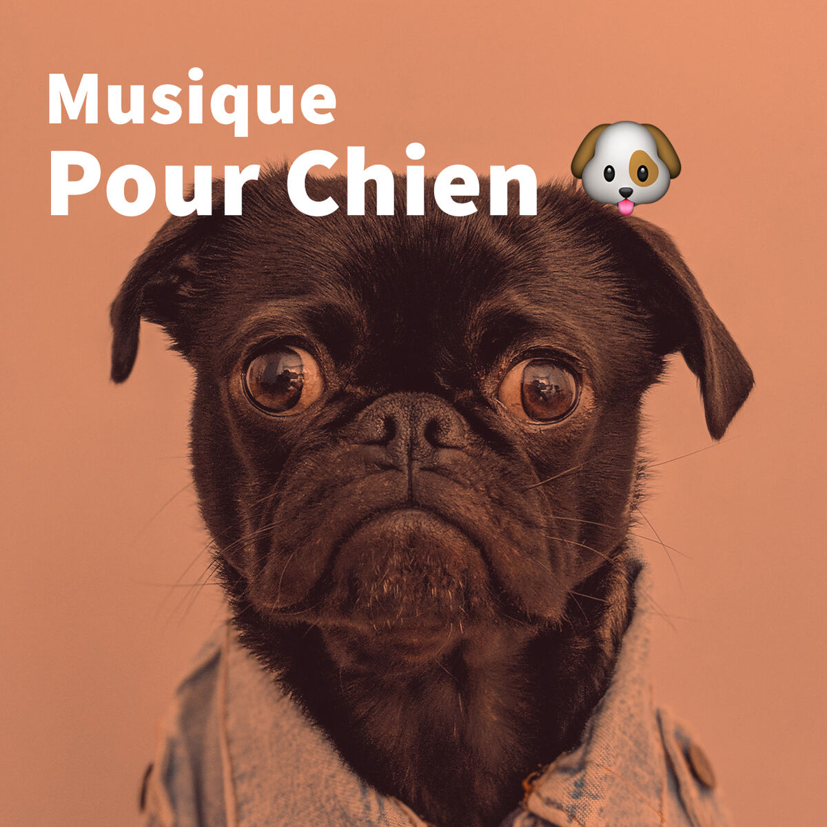 Cover of playlist Musique Pour Chien: Son calme pour calmer un chien