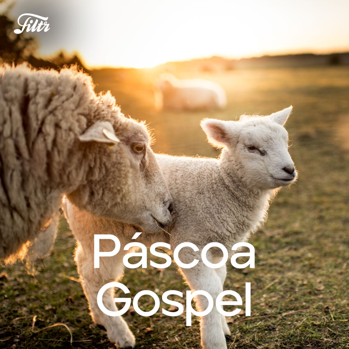 Cover of playlist Páscoa Gospel 2025 | Músicas para Pascoa