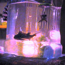 Jacques & Cousteau