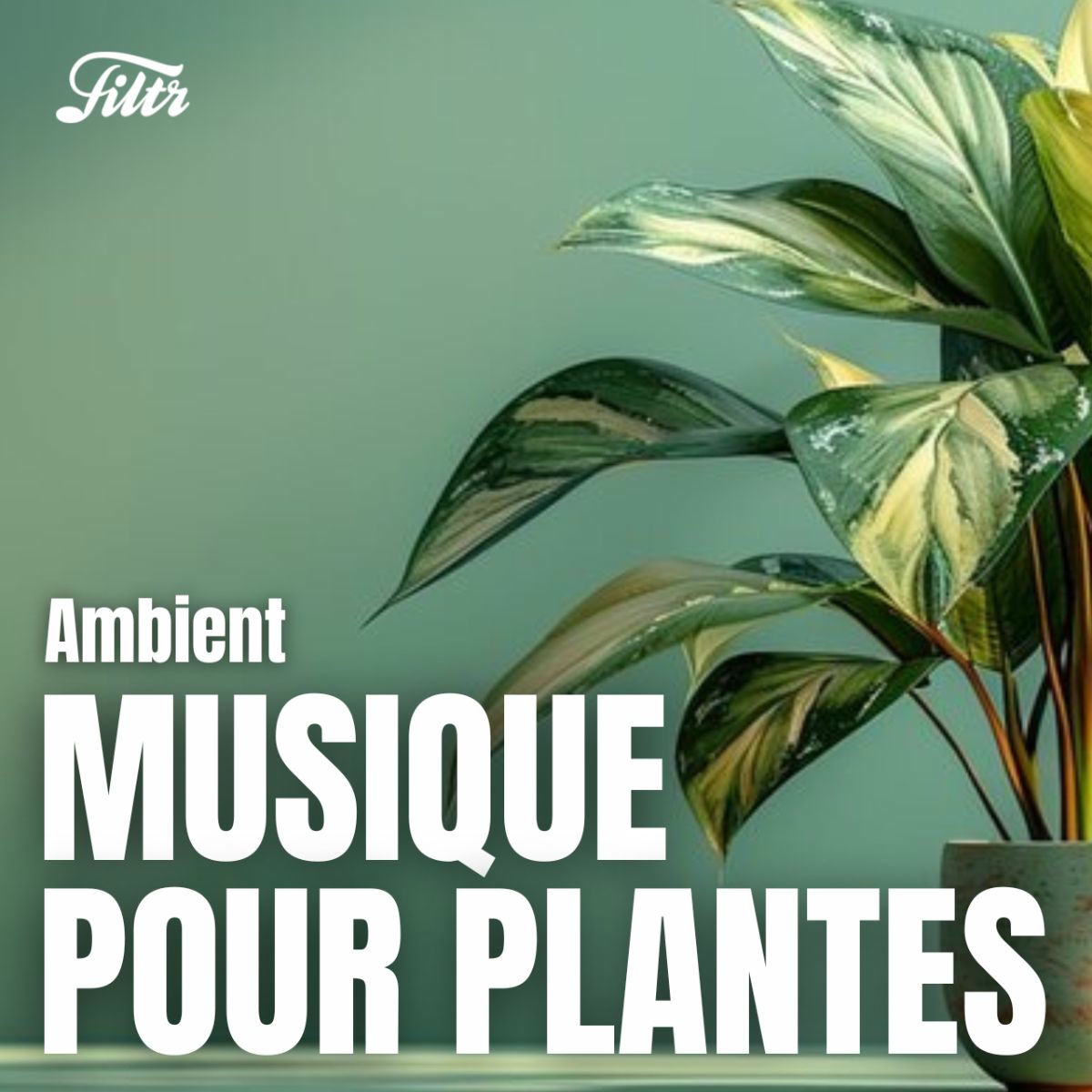 Cover of playlist Musique pour plantes 🌱Ambient