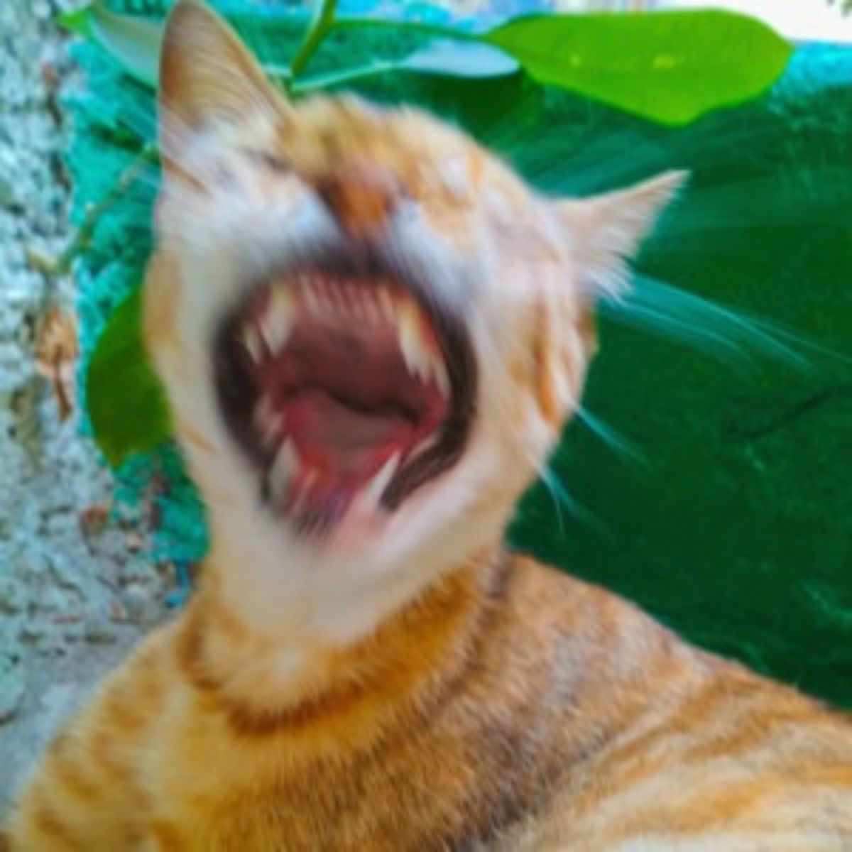 Cover of playlist Pagode pra animar esse lugar 🍹🍍