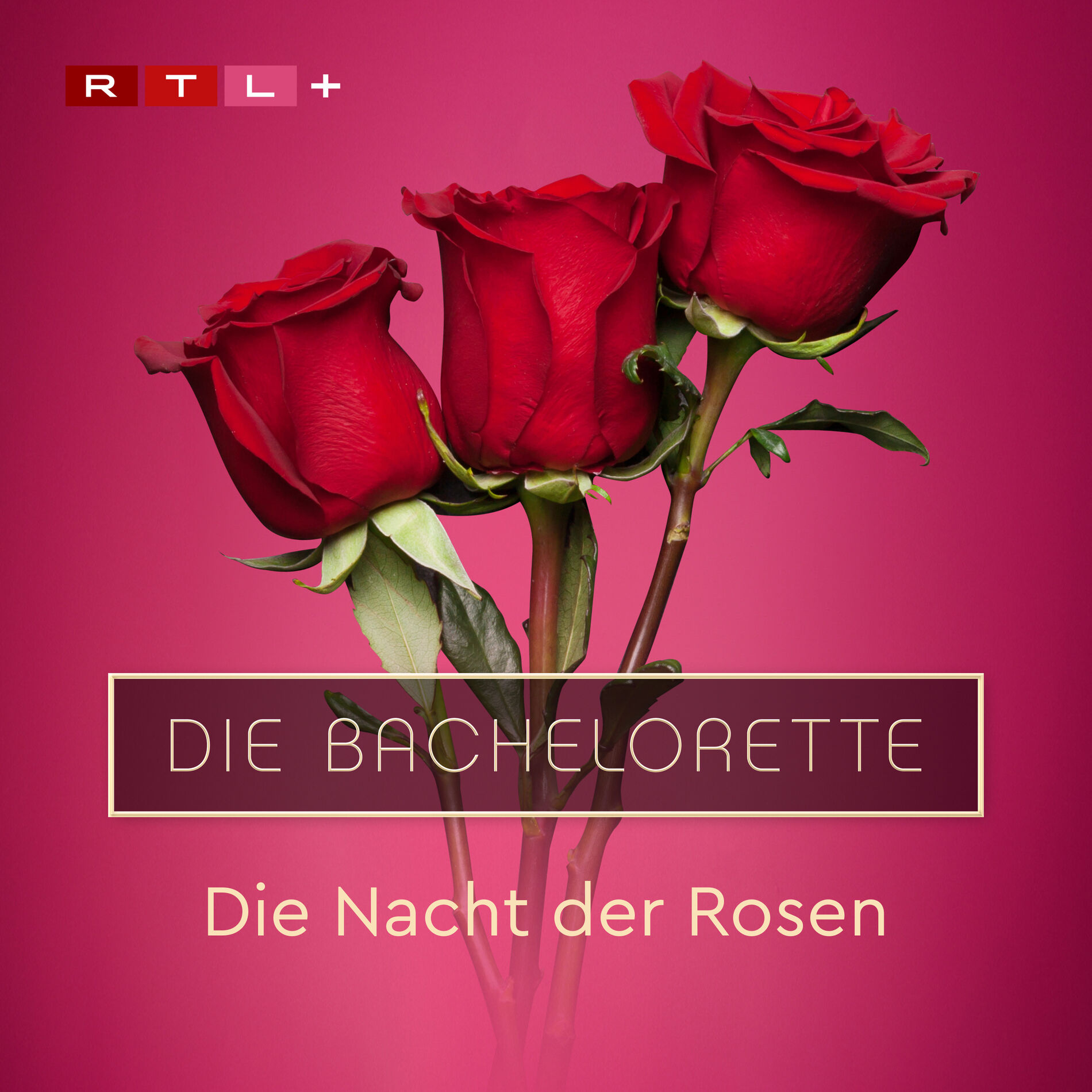 Cover of playlist Die Bachelorette - Die Nacht der Rosen