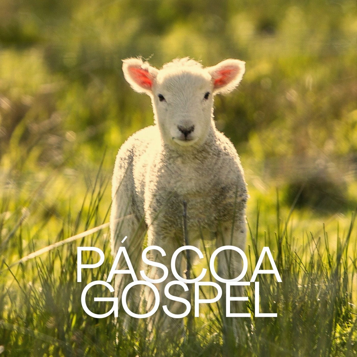 Cover of playlist PASCOA GOSPEL 2025 | LOUVORES PARA PÁSCOA