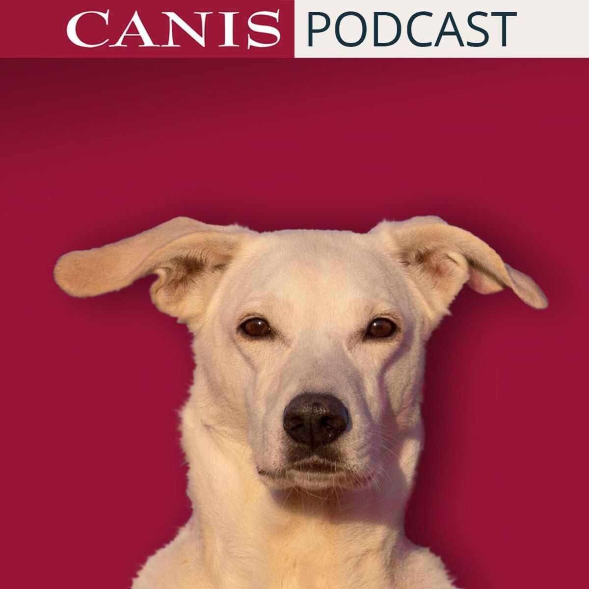 Show cover of Der CANIS-Podcast – Hundeexpert:innen ausgefragt