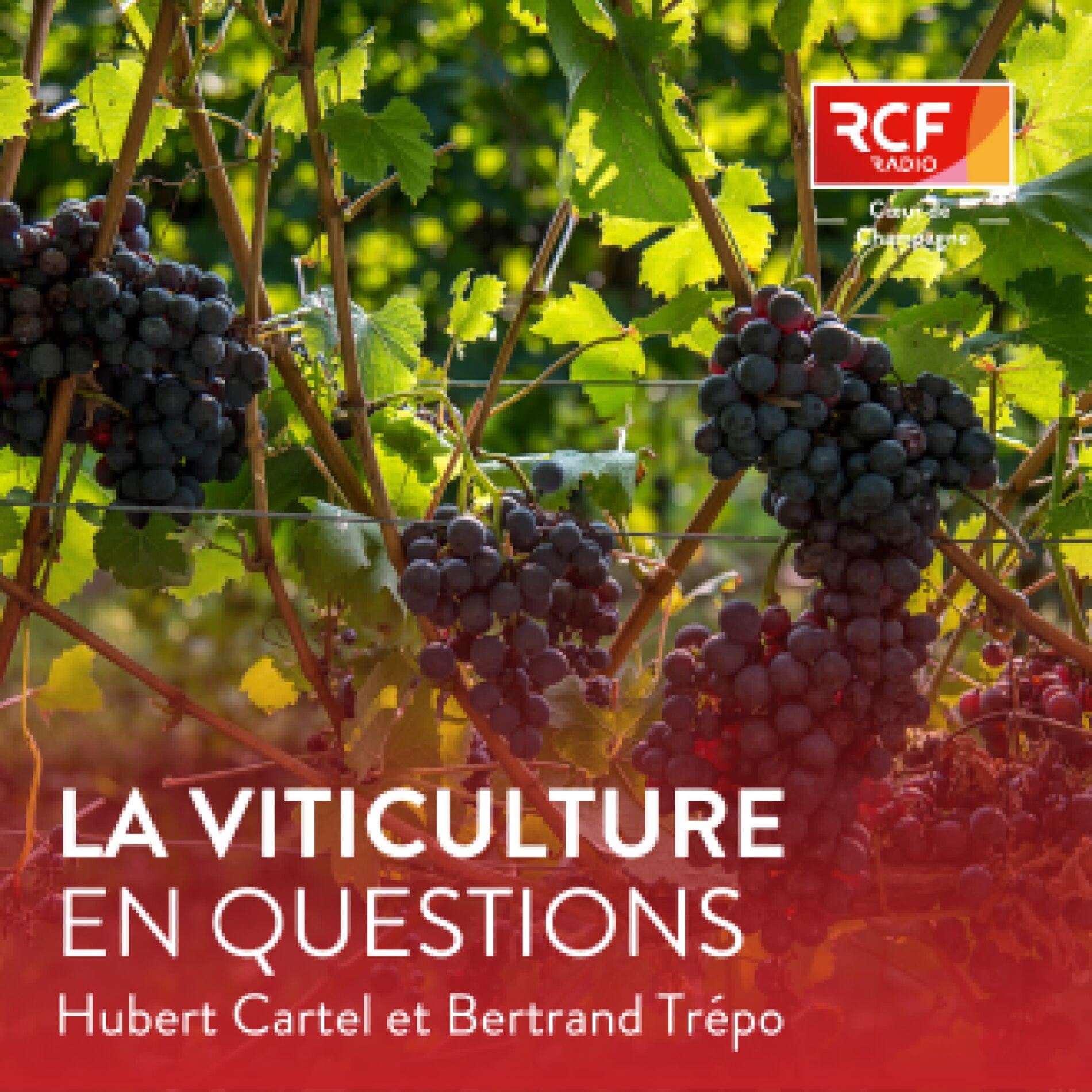 Show cover of La viticulture en questions · RCF Cœur de Champagne