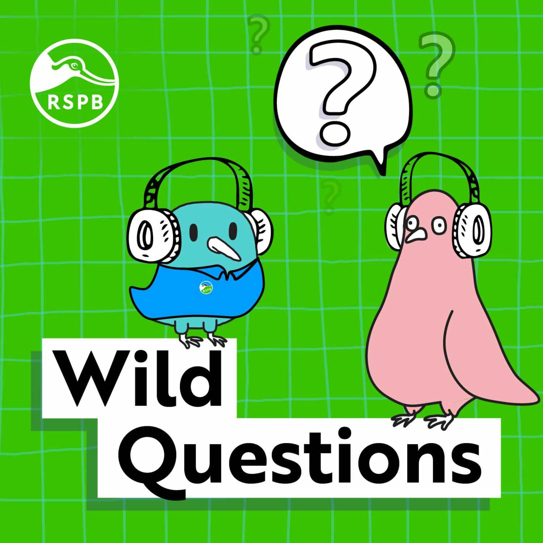Show cover of Wild Questions