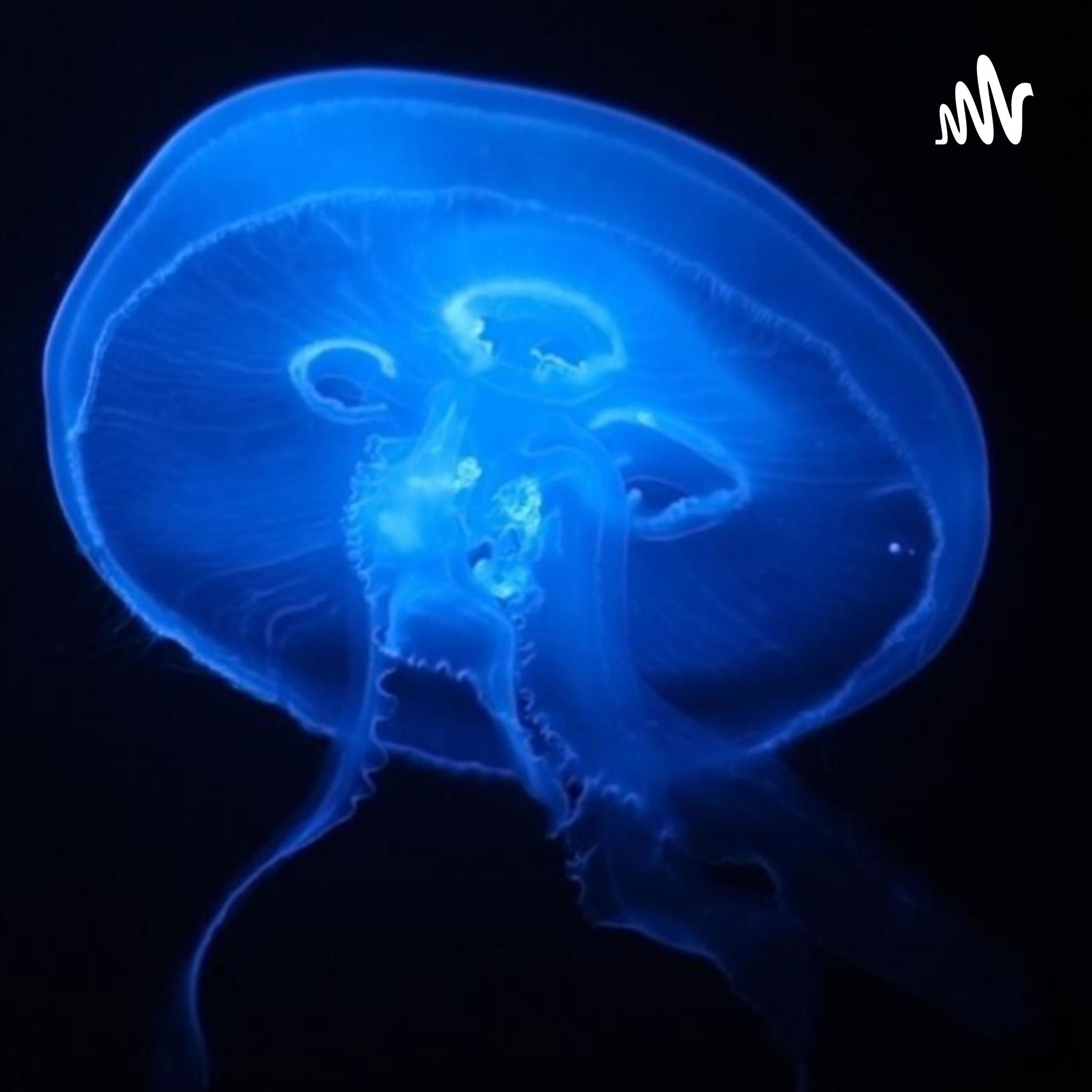 Show cover of Deep Marine Scenes