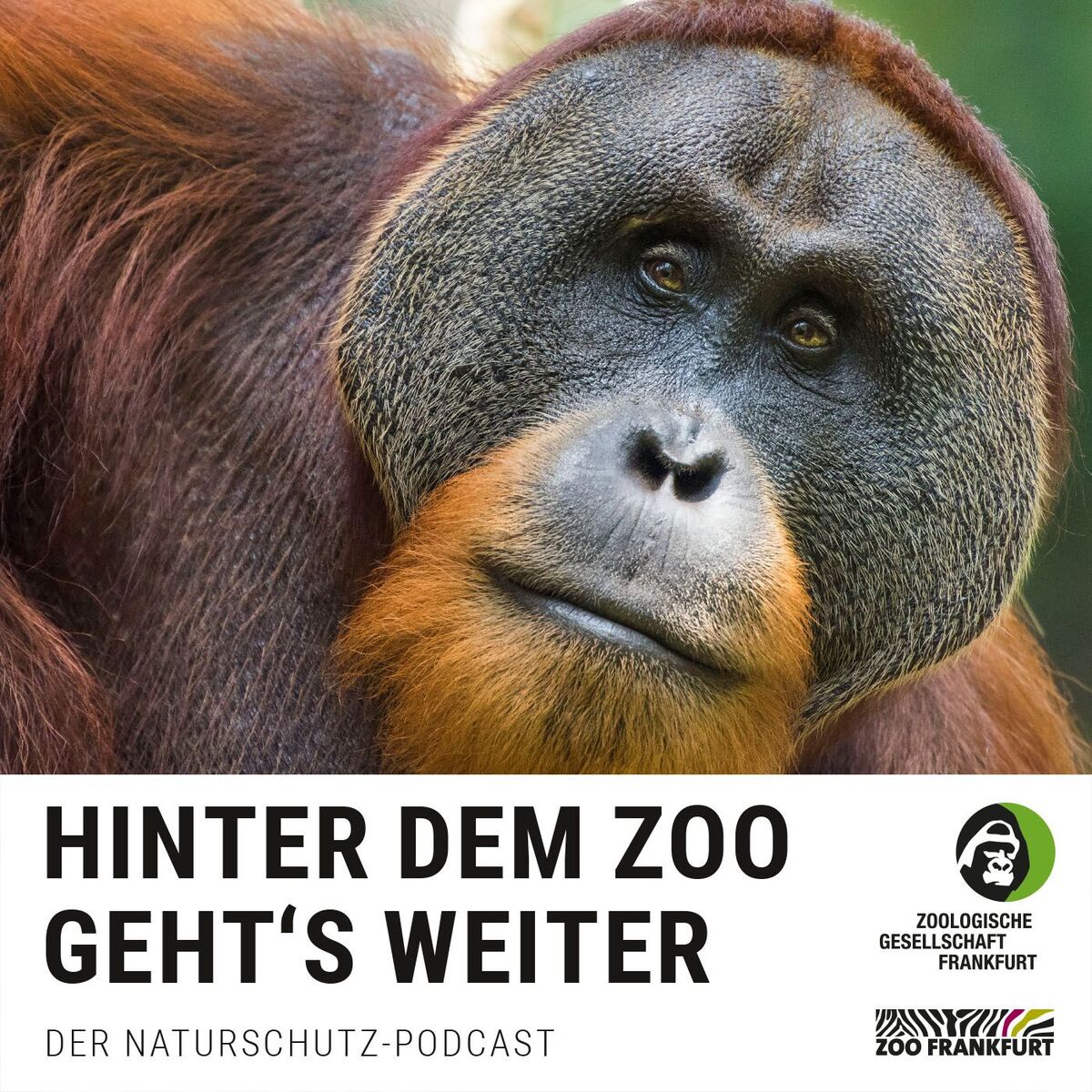 Show cover of Hinter dem Zoo geht's weiter - Der Naturschutzpodcast aus Frankfurt