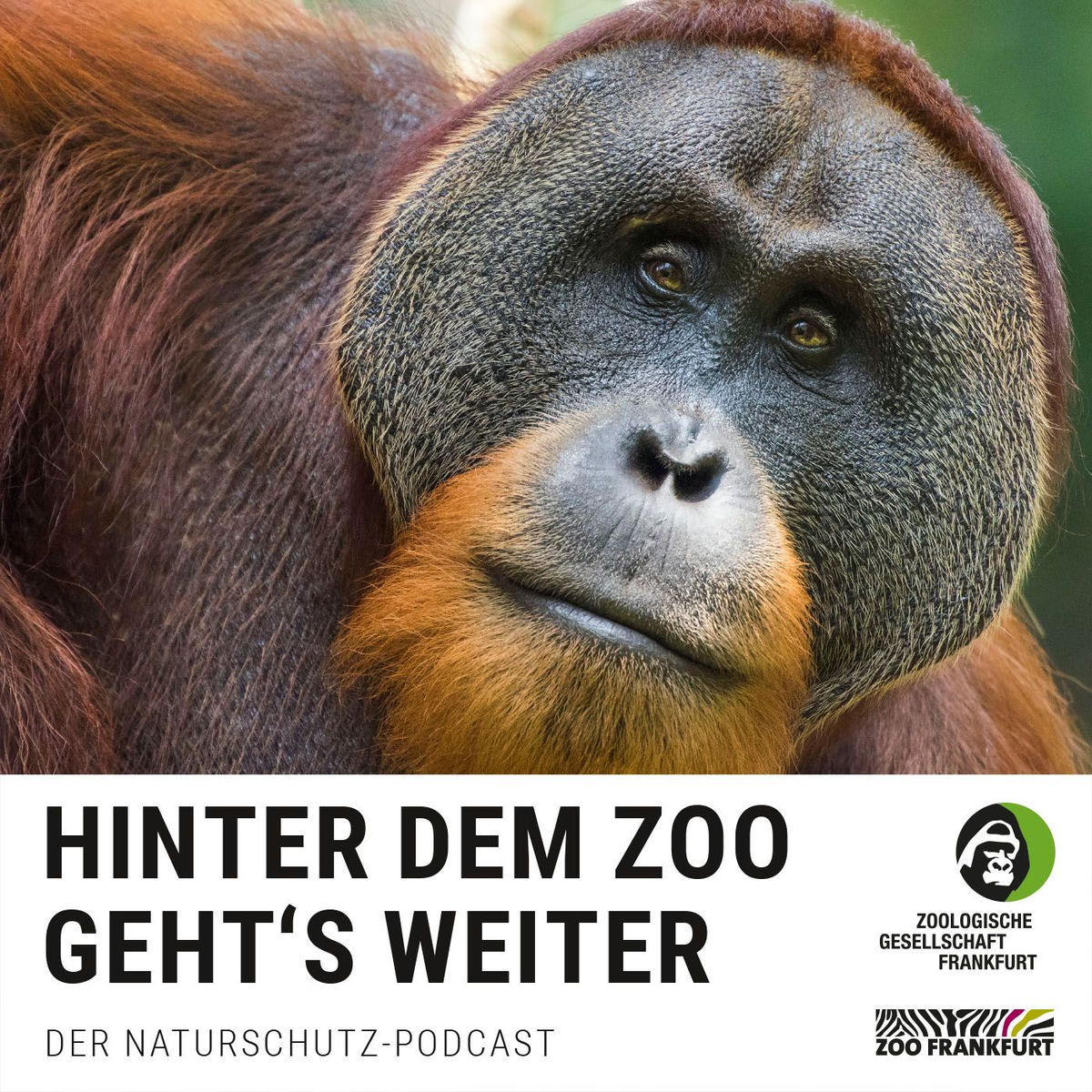 Show cover of Hinter dem Zoo geht's weiter - Der Naturschutzpodcast aus Frankfurt