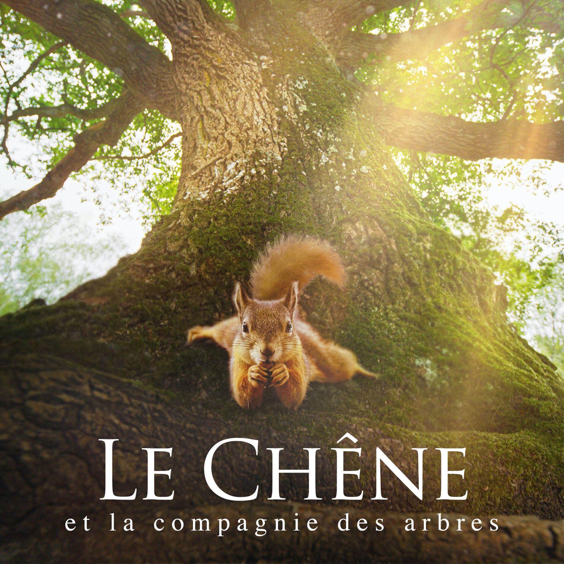 Show cover of Le chêne et la compagnie des arbres