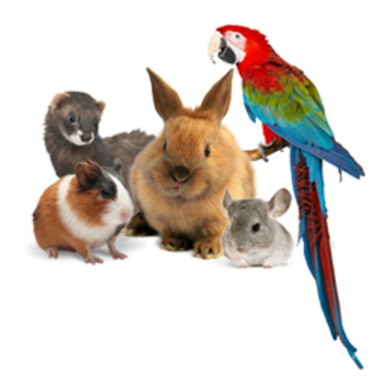 Show cover of WILD - PODCAST ANIMALIER #0 - TEASER PRESENTATION EMISSION