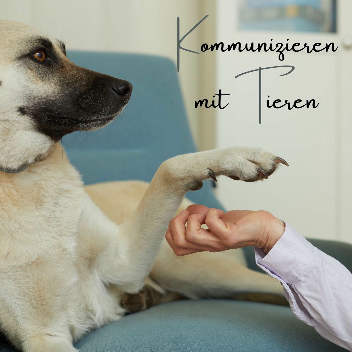 Show cover of Kommunizieren mit Tieren