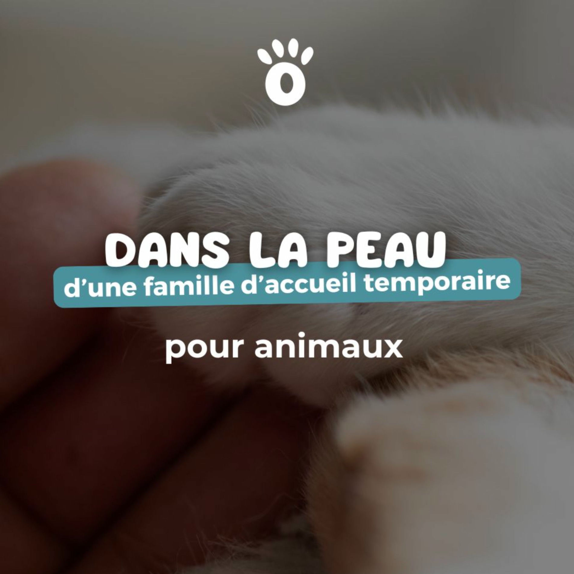 Show cover of Dans la peau d'une famille d'accueil temporaire pour animaux