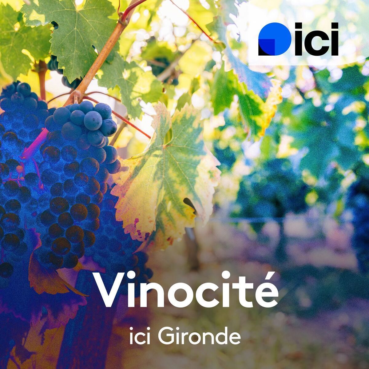 Show cover of Vinocité