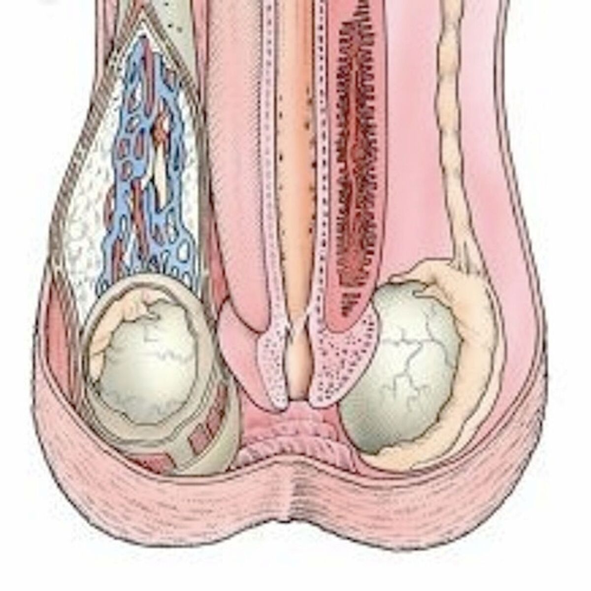 Show cover of L'Orgasme Masculin