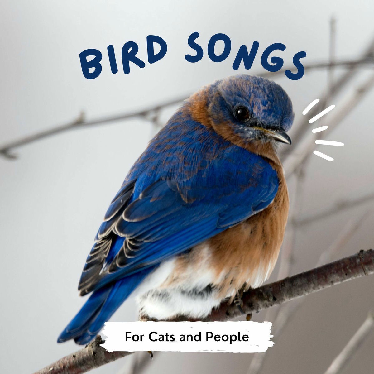Show cover of Bird Songs for Cats