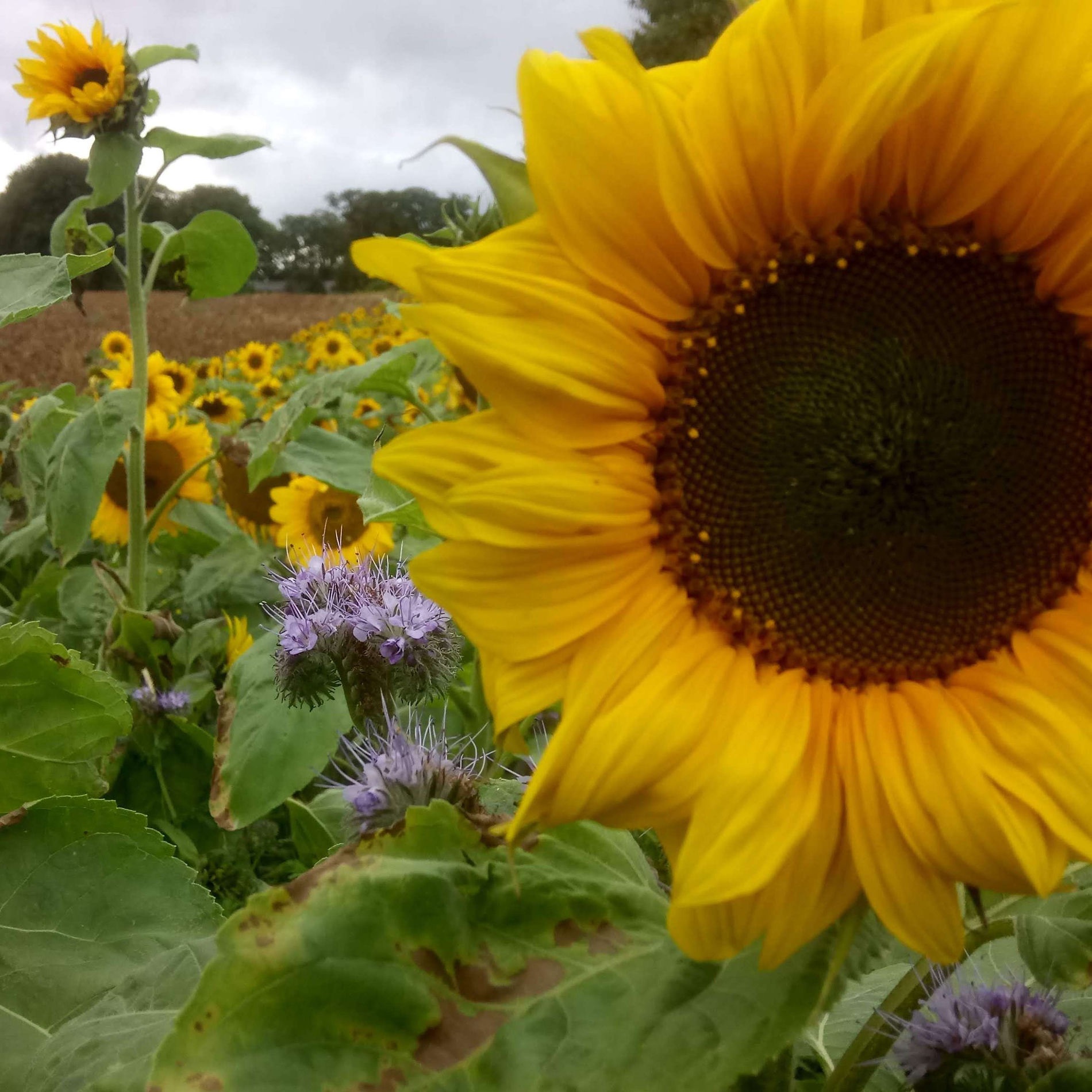 Show cover of The Nature Garden: gardening, wildlife and nature notes