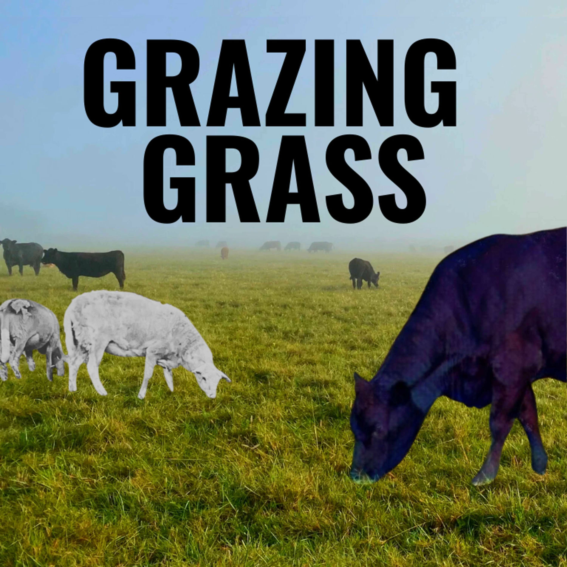 Show cover of Grazing Grass Podcast sharing Regenerative Ag Stories