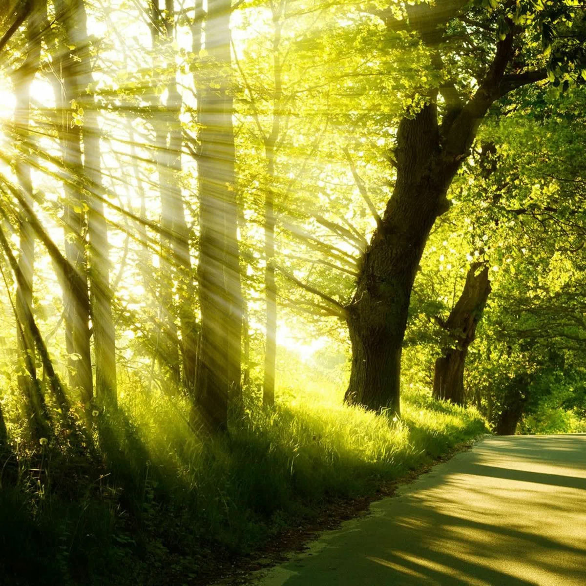 Show cover of Nature calm music, sounds. Relaxation, background music