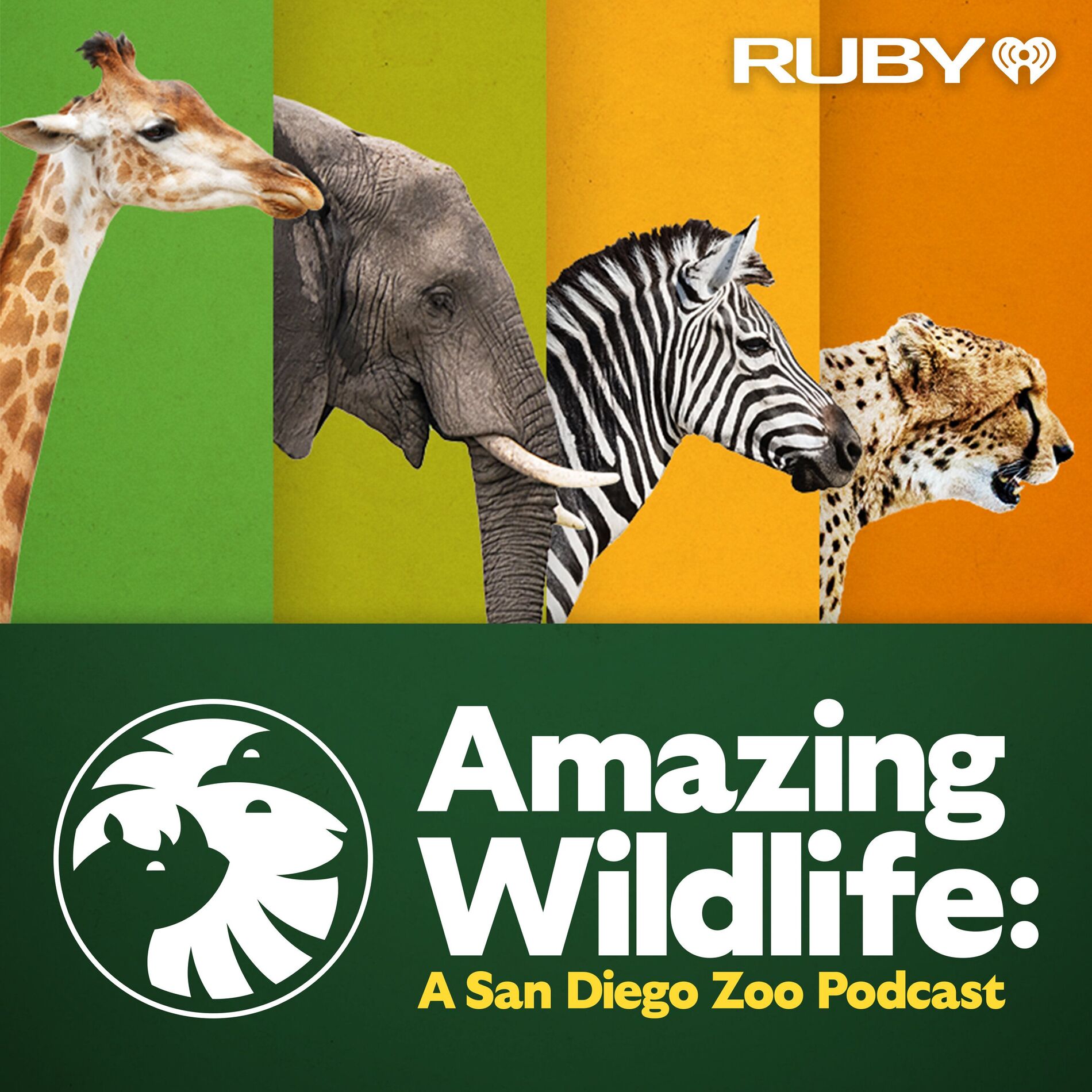 Show cover of Amazing Wildlife: A San Diego Zoo Podcast